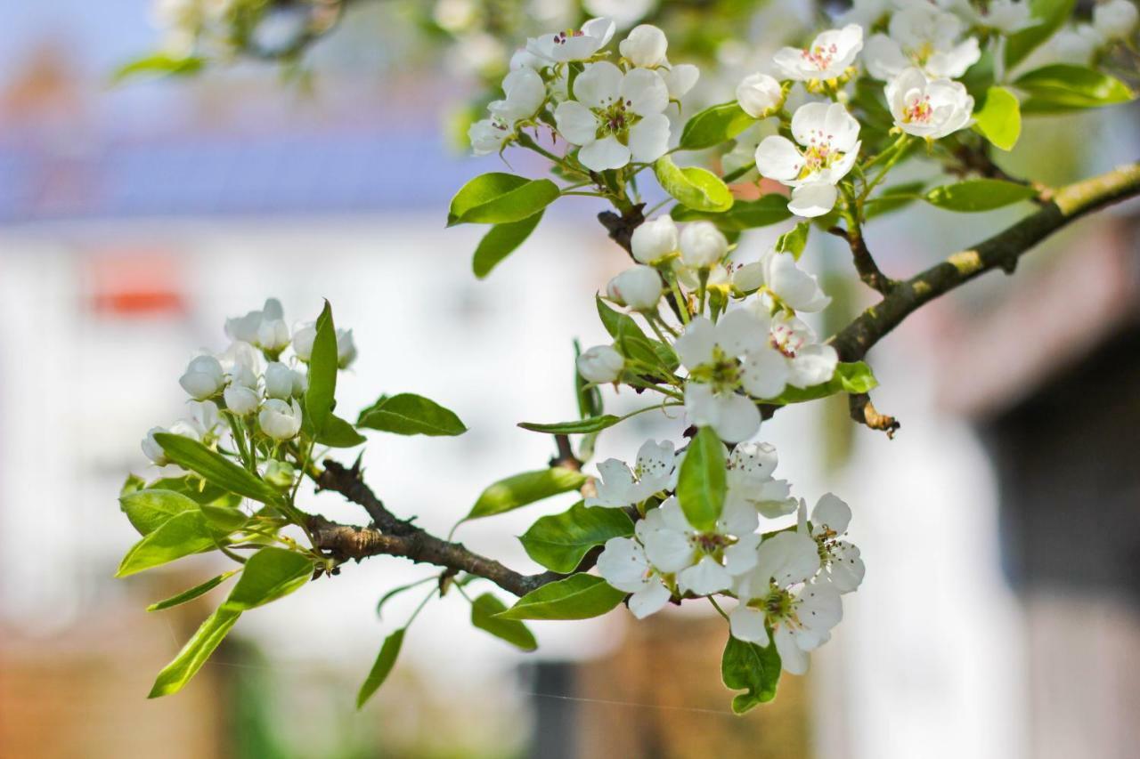 An Der Hainmuehle ลึบเบิน ภายนอก รูปภาพ
